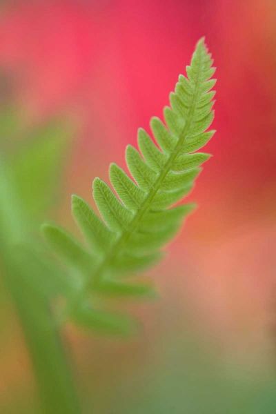 USA, Maine, Harpswell Newly-emerged fern leaf